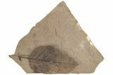 Fossil Leaf Plate (Fagus sp) - McAbee Fossil Beds, BC #221195-1